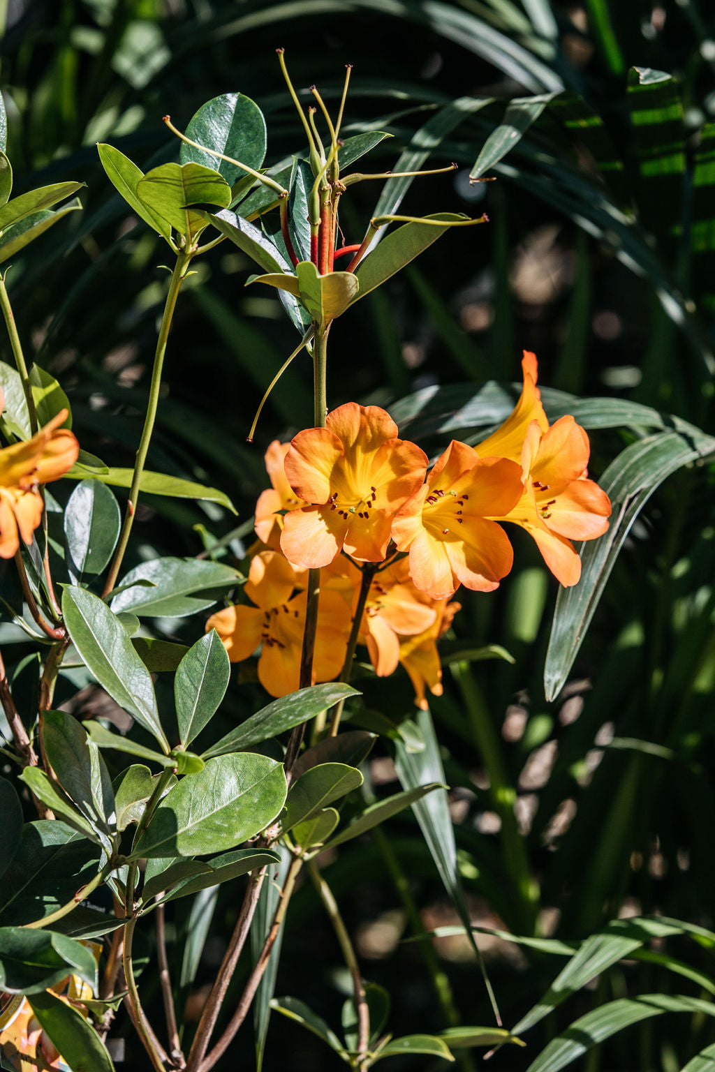 Tropical Rhododendron (Vireya)