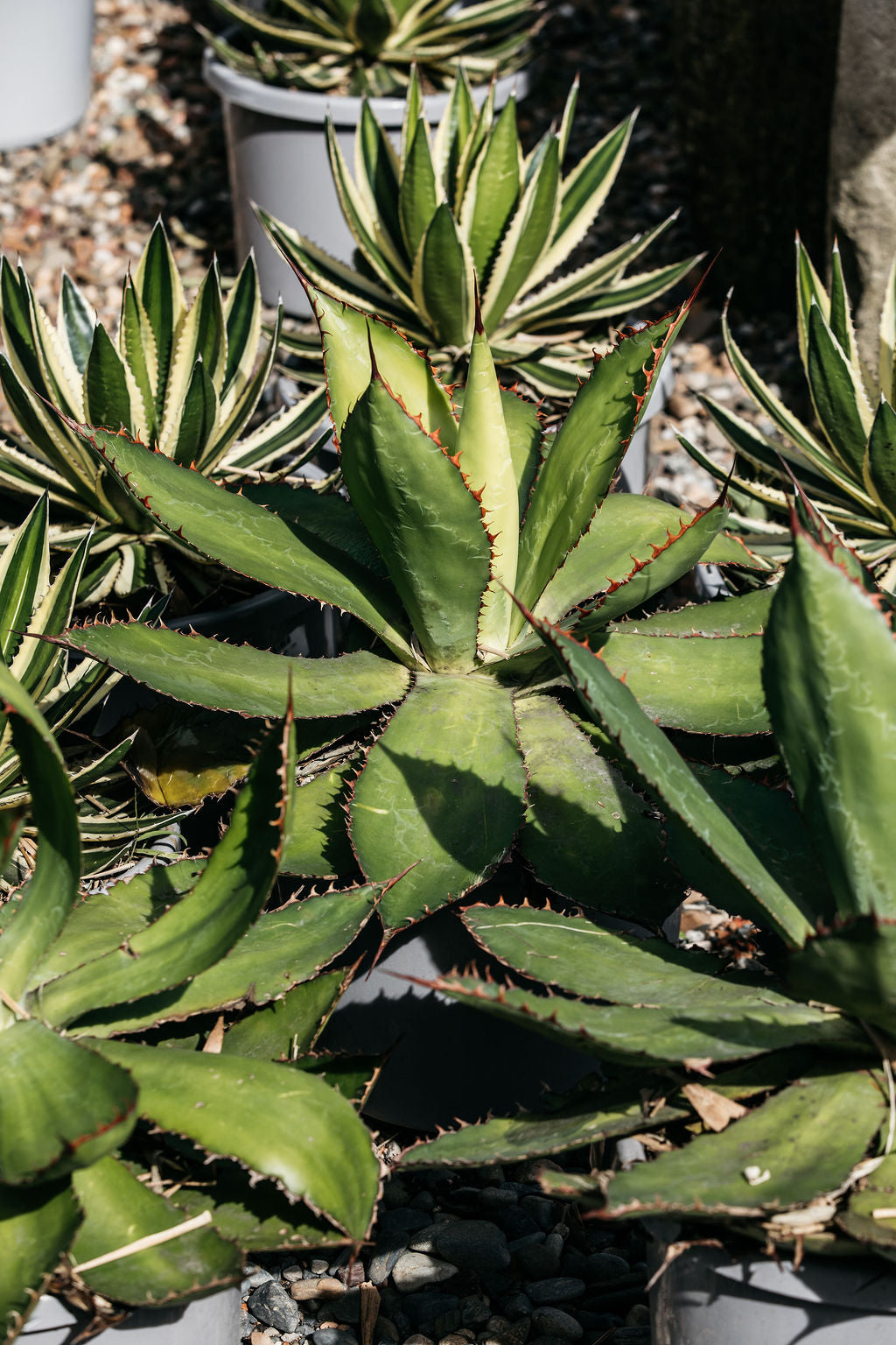 Agave 'Reggae Time' (Cow's Horn Agave)