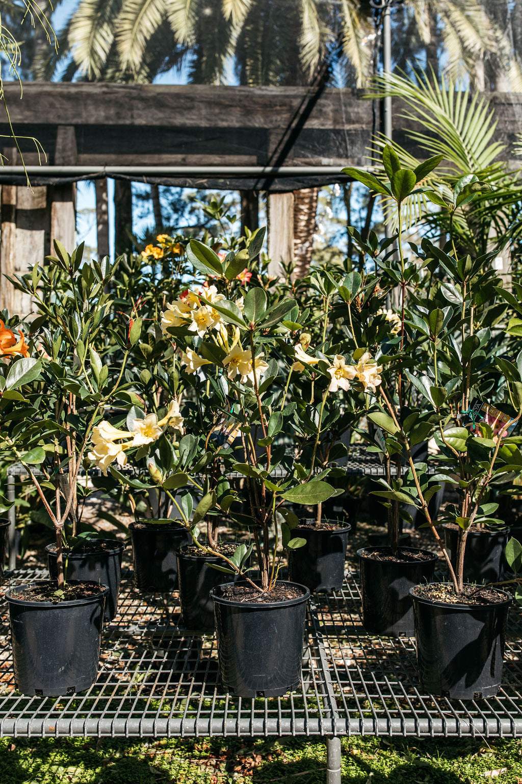 Tropical Rhododendron (Vireya)