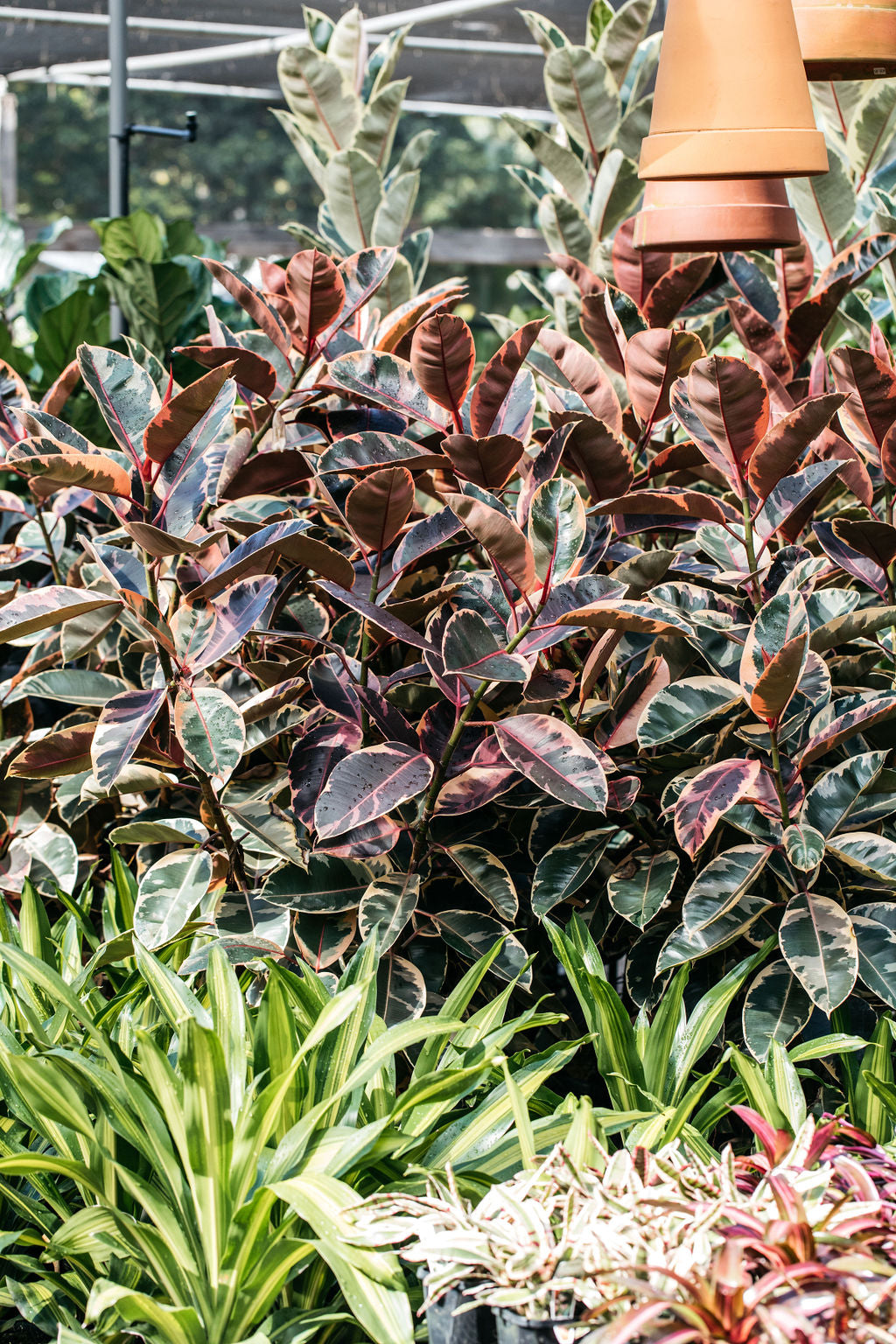 Ficus elastica 'Ruby' (Rubber Plant)