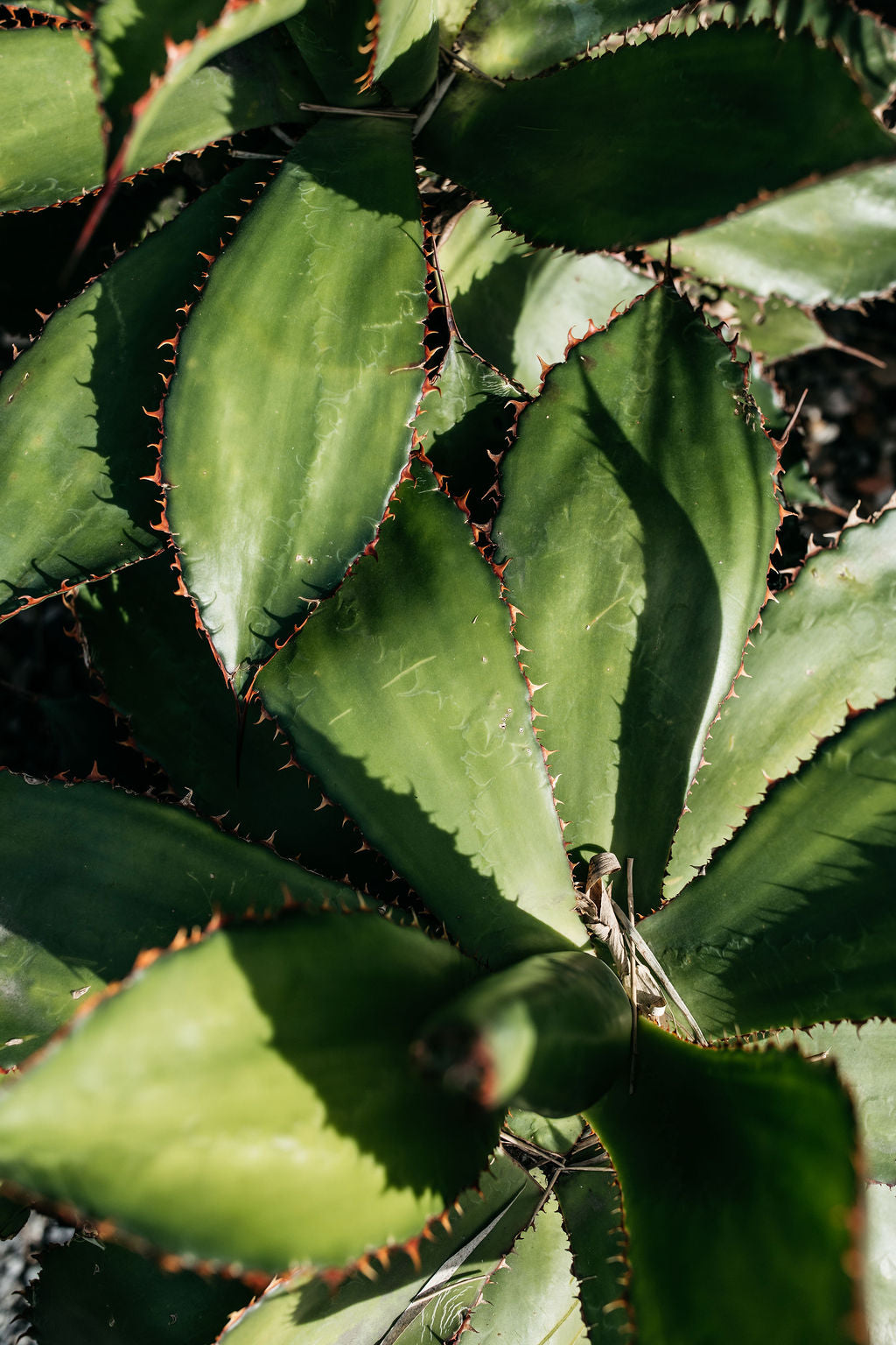 Agave 'Reggae Time' (Cow's Horn Agave)