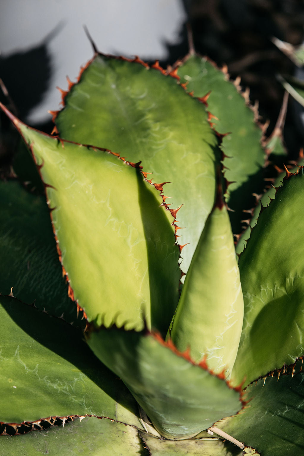 Agave 'Reggae Time' (Cow's Horn Agave)
