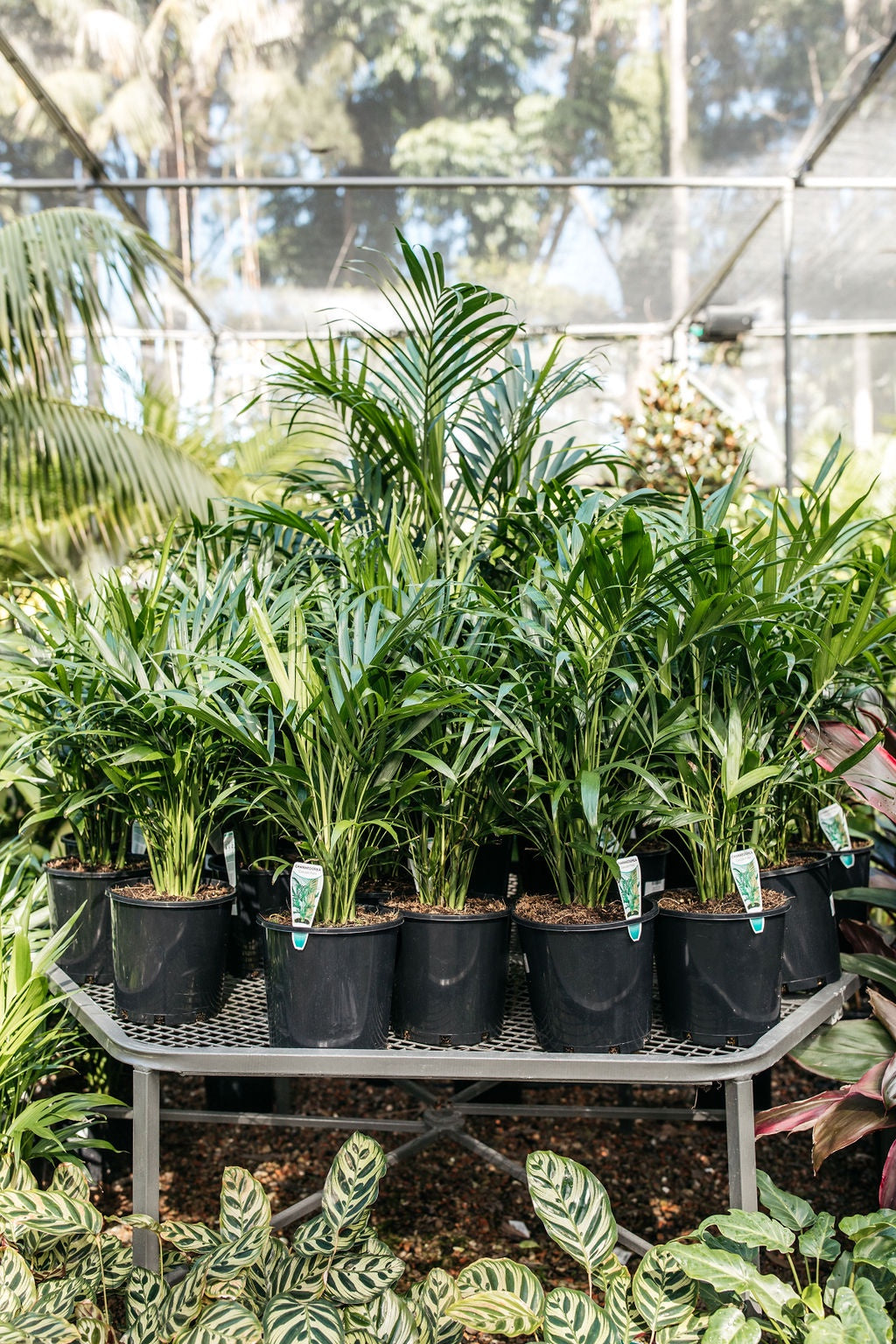 Cascade Palm (Chamaedorea atrovirens)