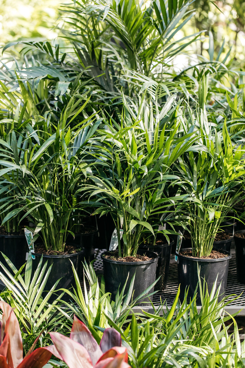 Cascade Palm (Chamaedorea cataractarum)
