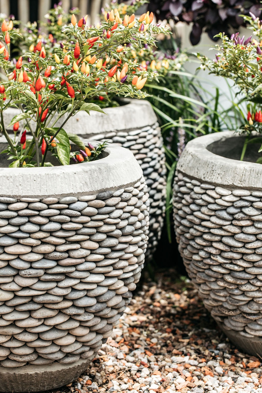 Capsicum annuum 'Bolivian Rainbow' (Chilli) 200mm