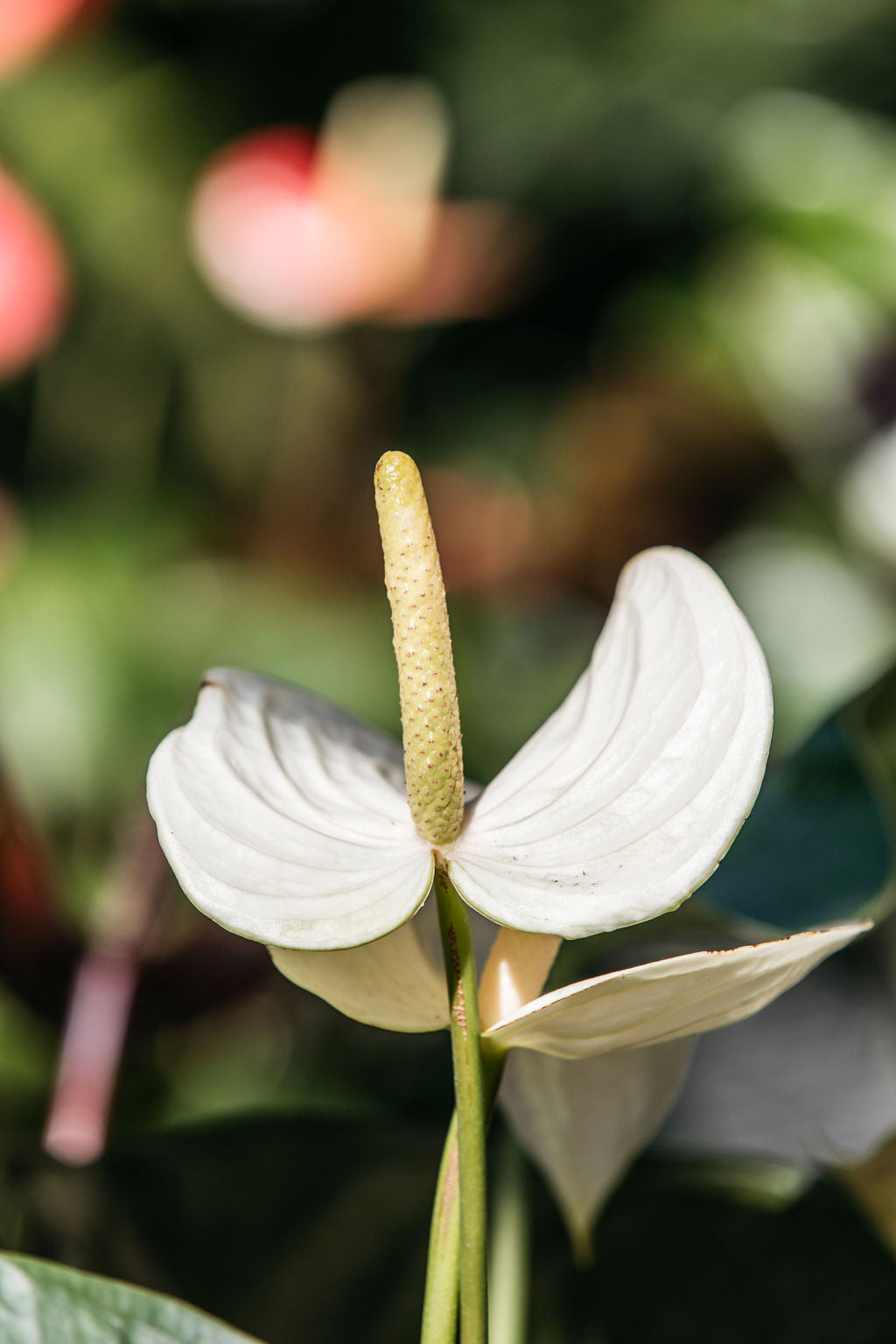 Flamingo Flower (Anthurium andraeanum mixed)