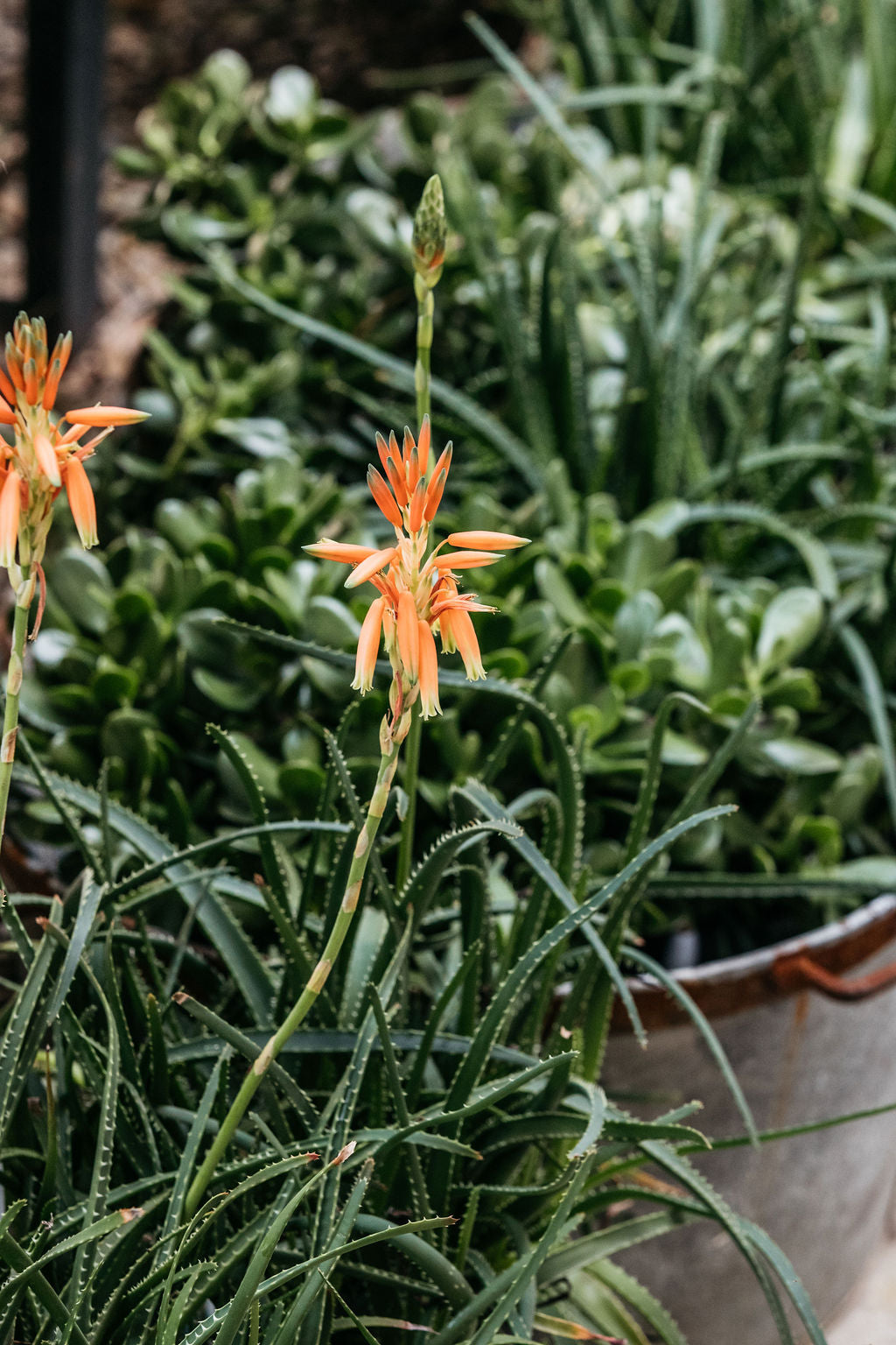 Aloe 'Sea Urchin' (Aloe) 200mm