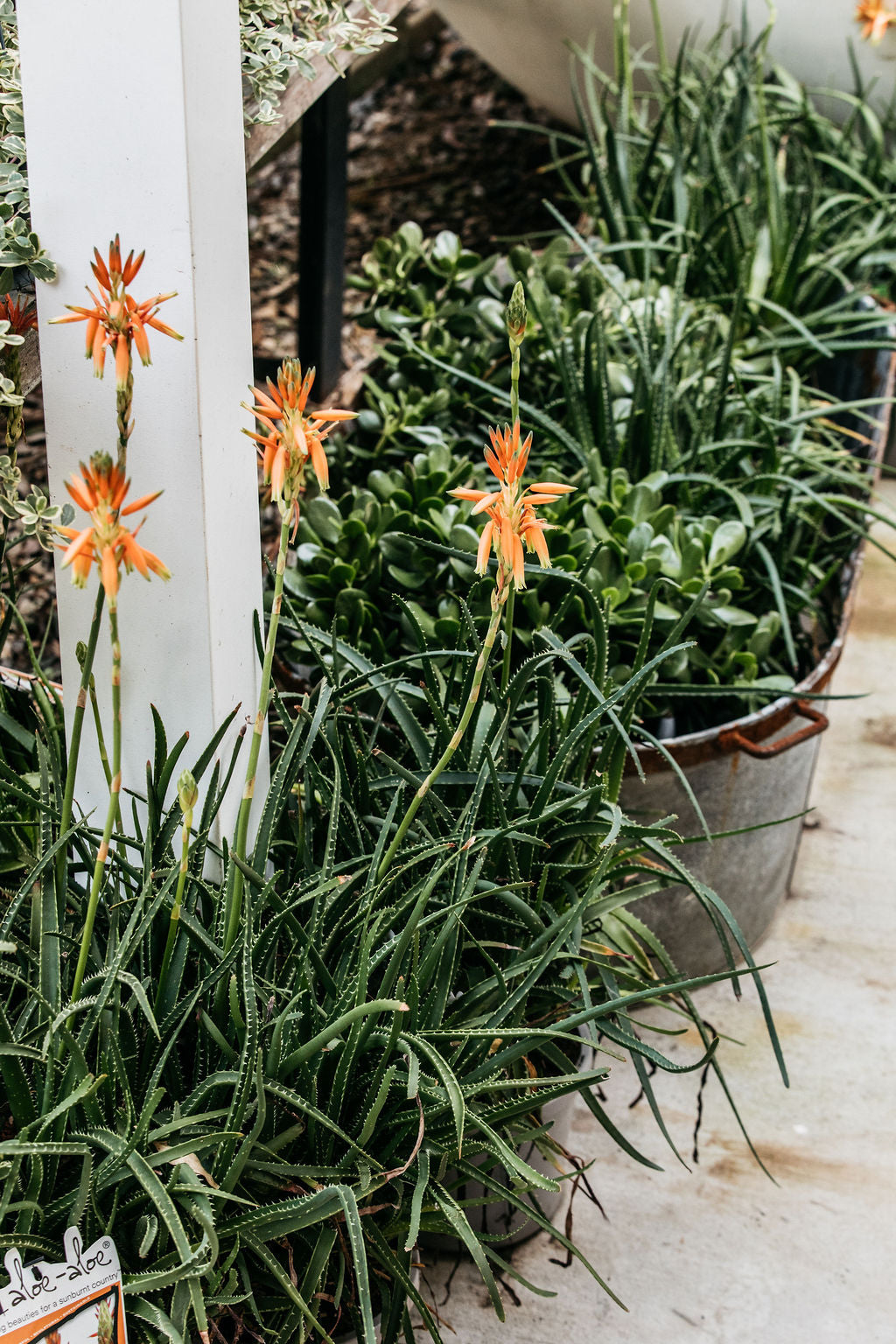 Aloe 'Sea Urchin' (Aloe) 200mm