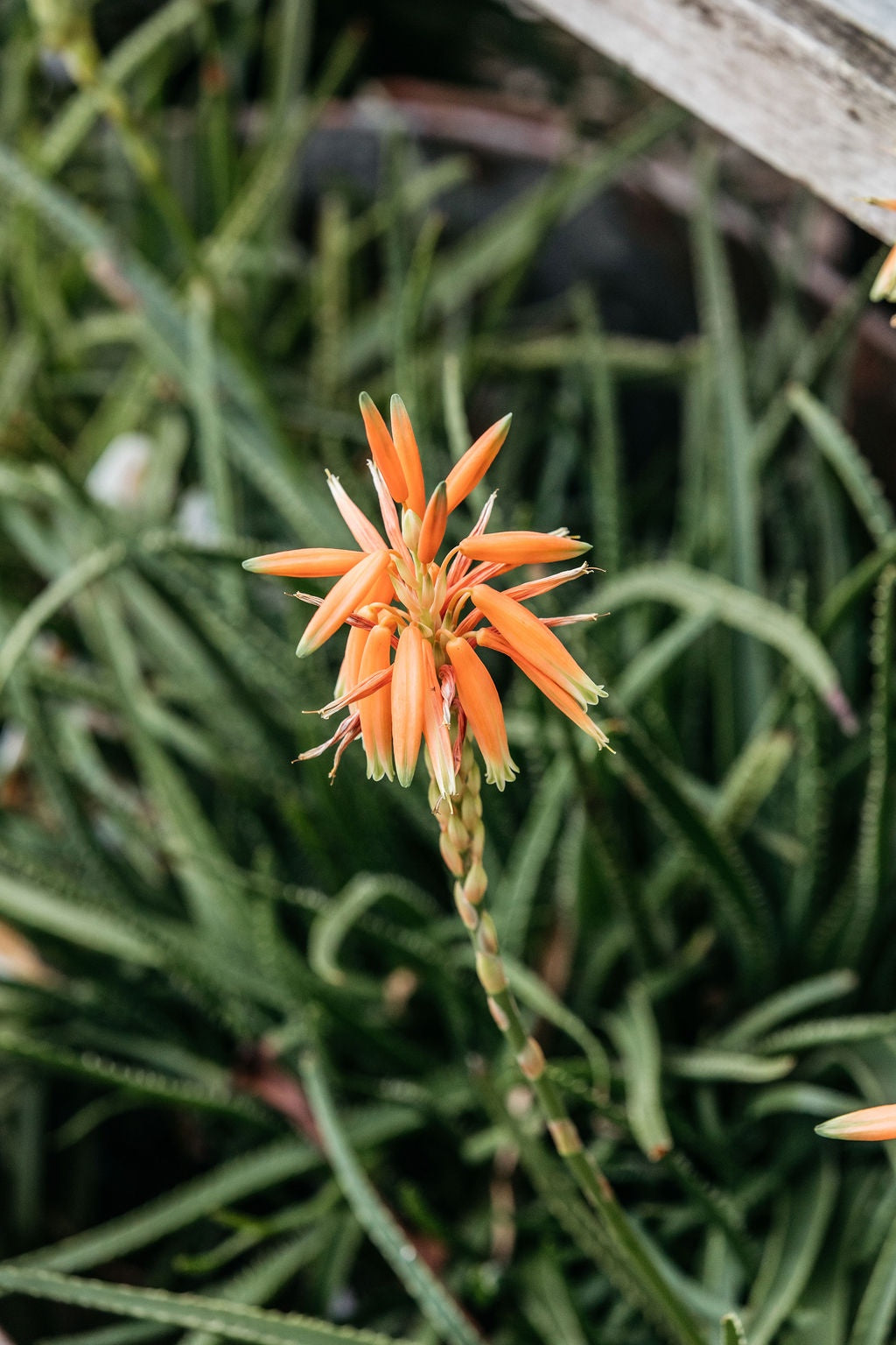 Aloe 'Sea Urchin' (Aloe) 200mm