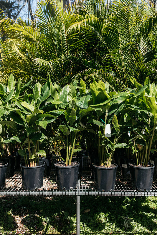 False Cardamon Ginger (Alpinia mutica)