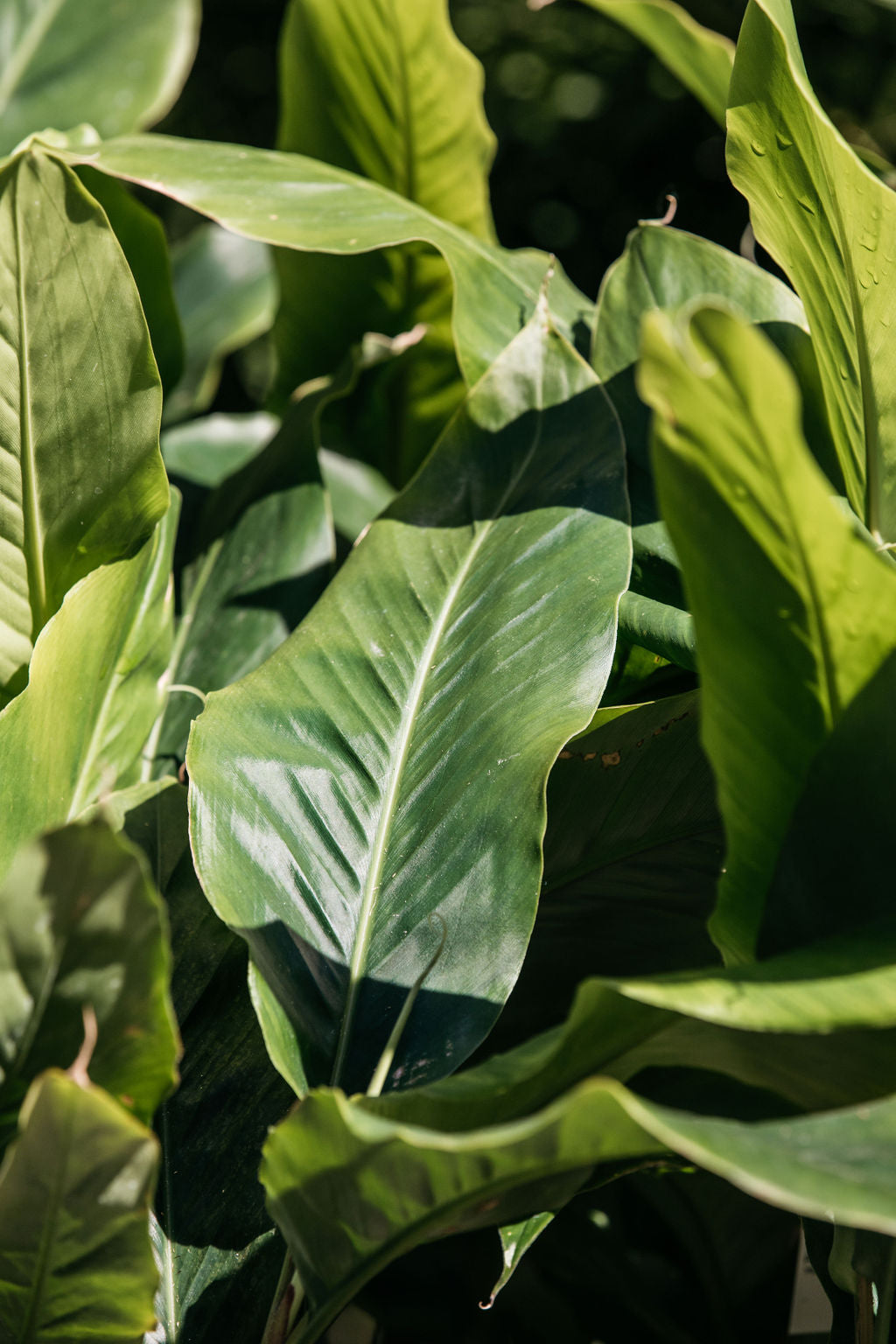 False Cardamon Ginger (Alpinia mutica)