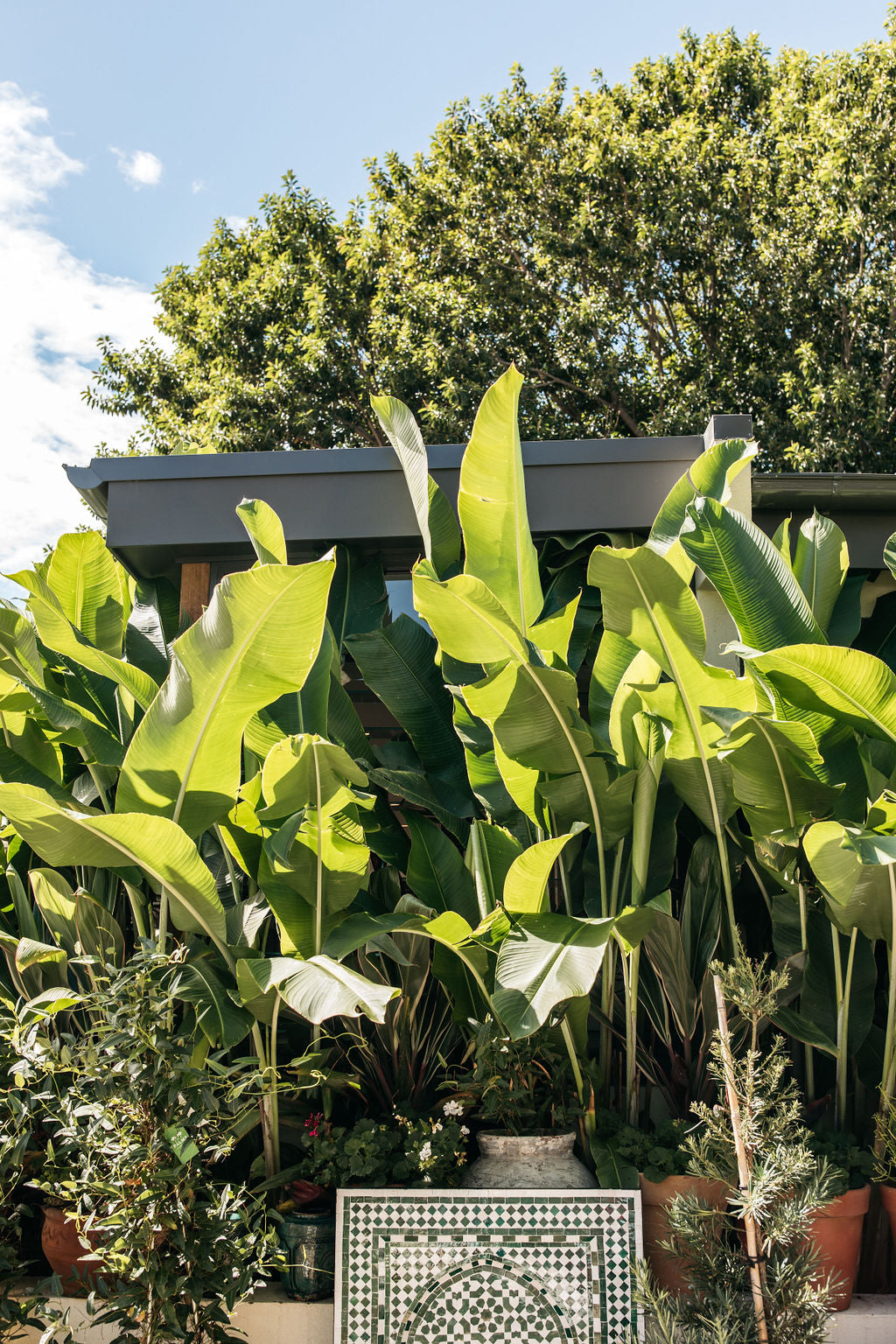 Heliconia 'Kawauchi' (Heliconia bihai x caribaea) – The Palms Sydney