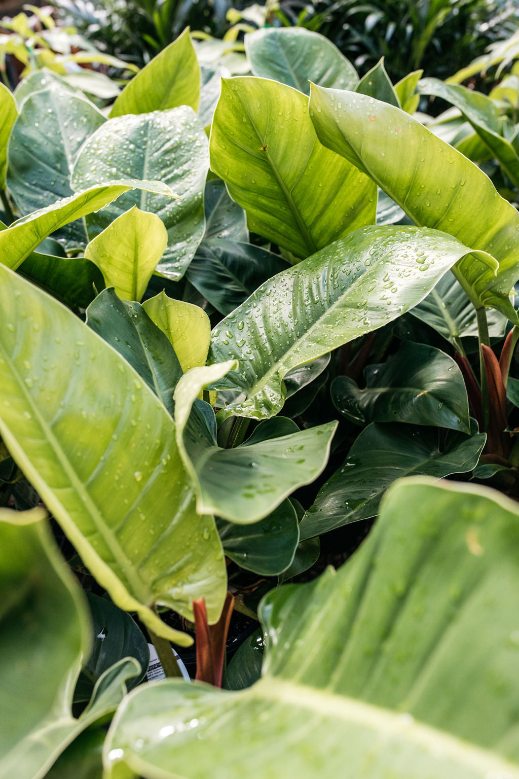 large philodendron imperial green Philodendron congo 'Imperial Green' (Philodendron) – The Palms Sydney