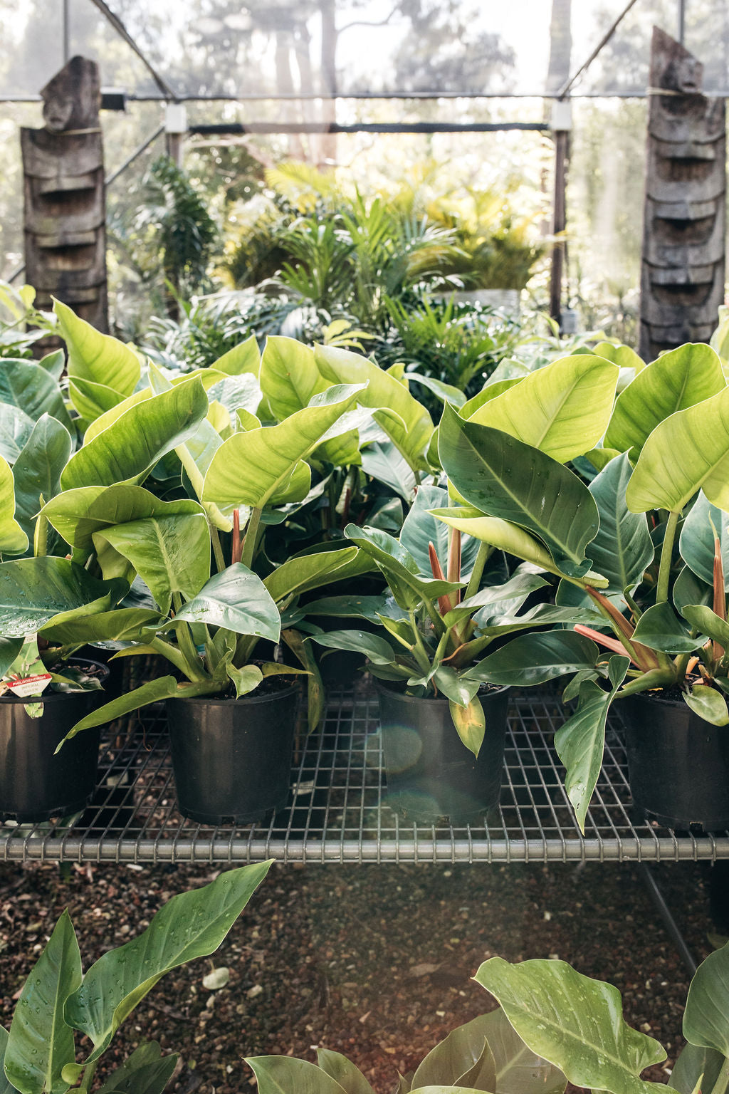 philodendron imperial green vs congo green Philodendron congo 'Imperial Green' (Philodendron)