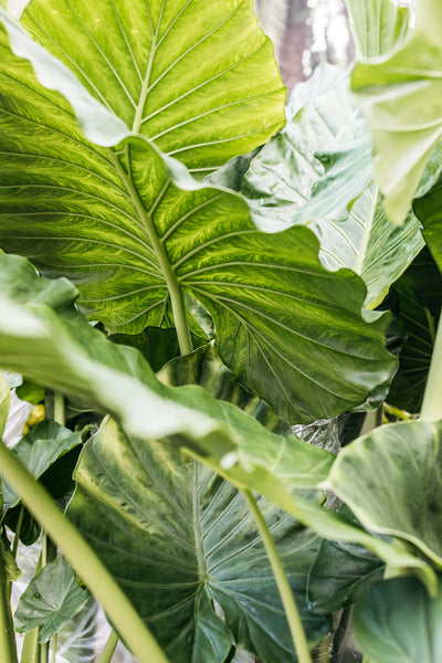 Alocasia macrorrizha (Giant Elephant Ear Plant) – The Palms Sydney