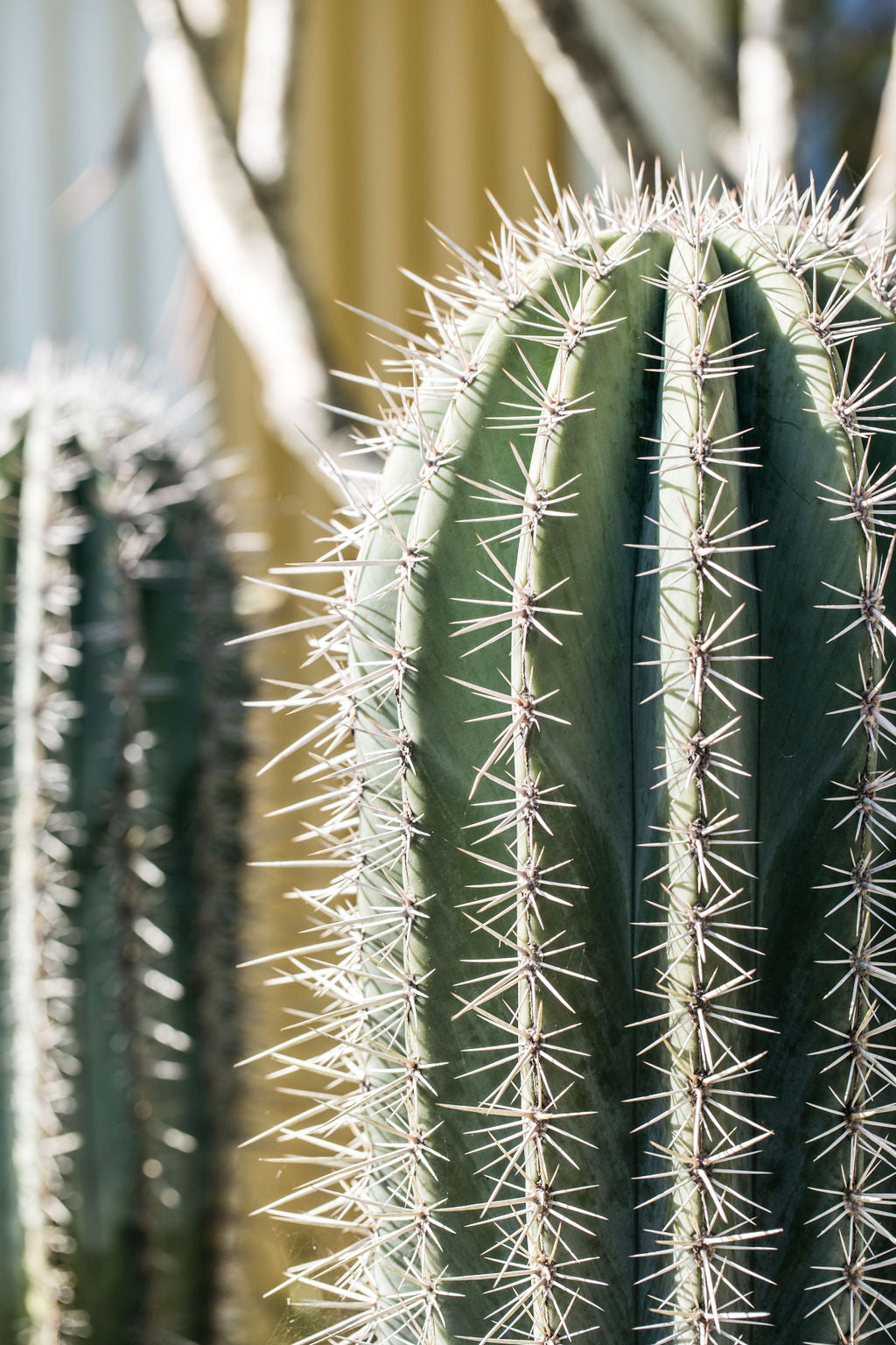 Mexican Giant Cactus (Pachycereus pringlei)