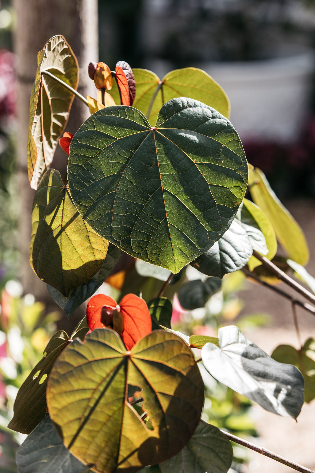 Native Hibiscus (Tiliaceus rubra)