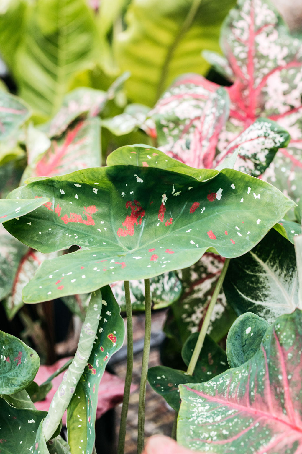 Angel Wings (Caladium)