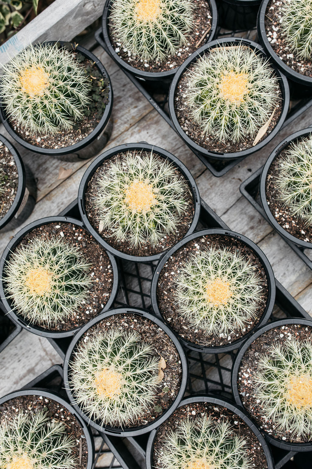 Golden Barrel Cactus (Echinocactus grusonii)