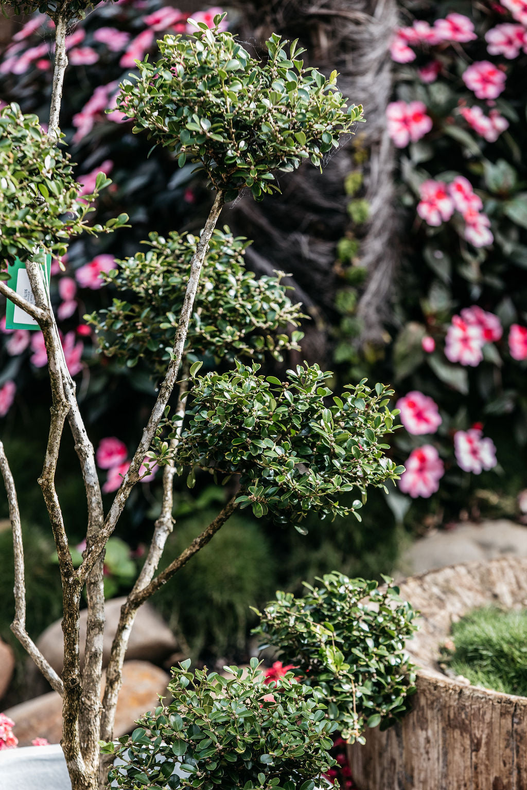 Buxus Cloud Tree