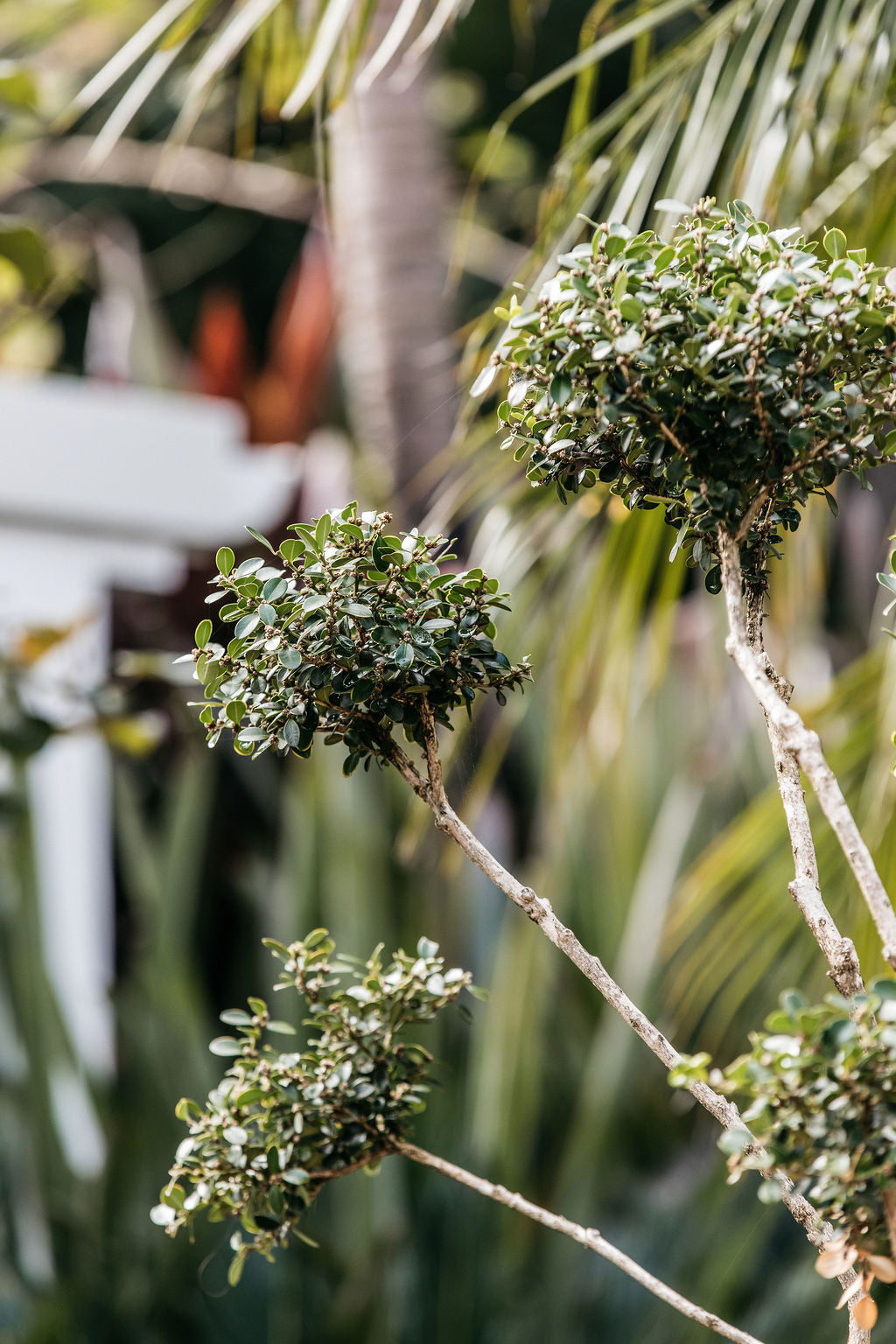Buxus Cloud Tree – The Palms Sydney