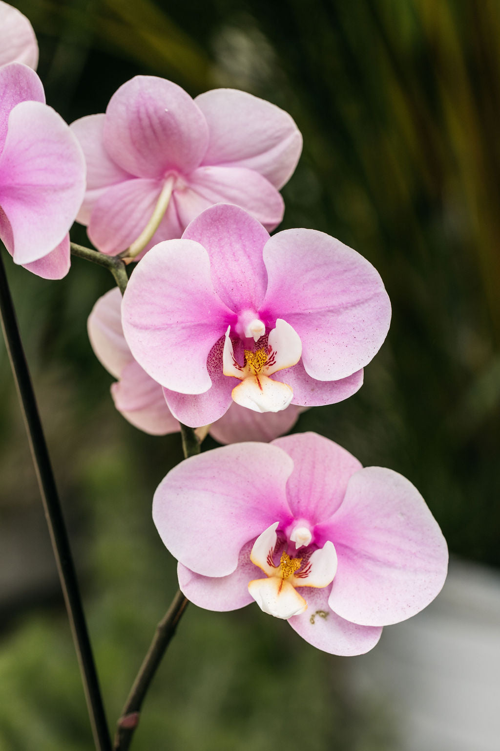 Orchid Phalaenopsis