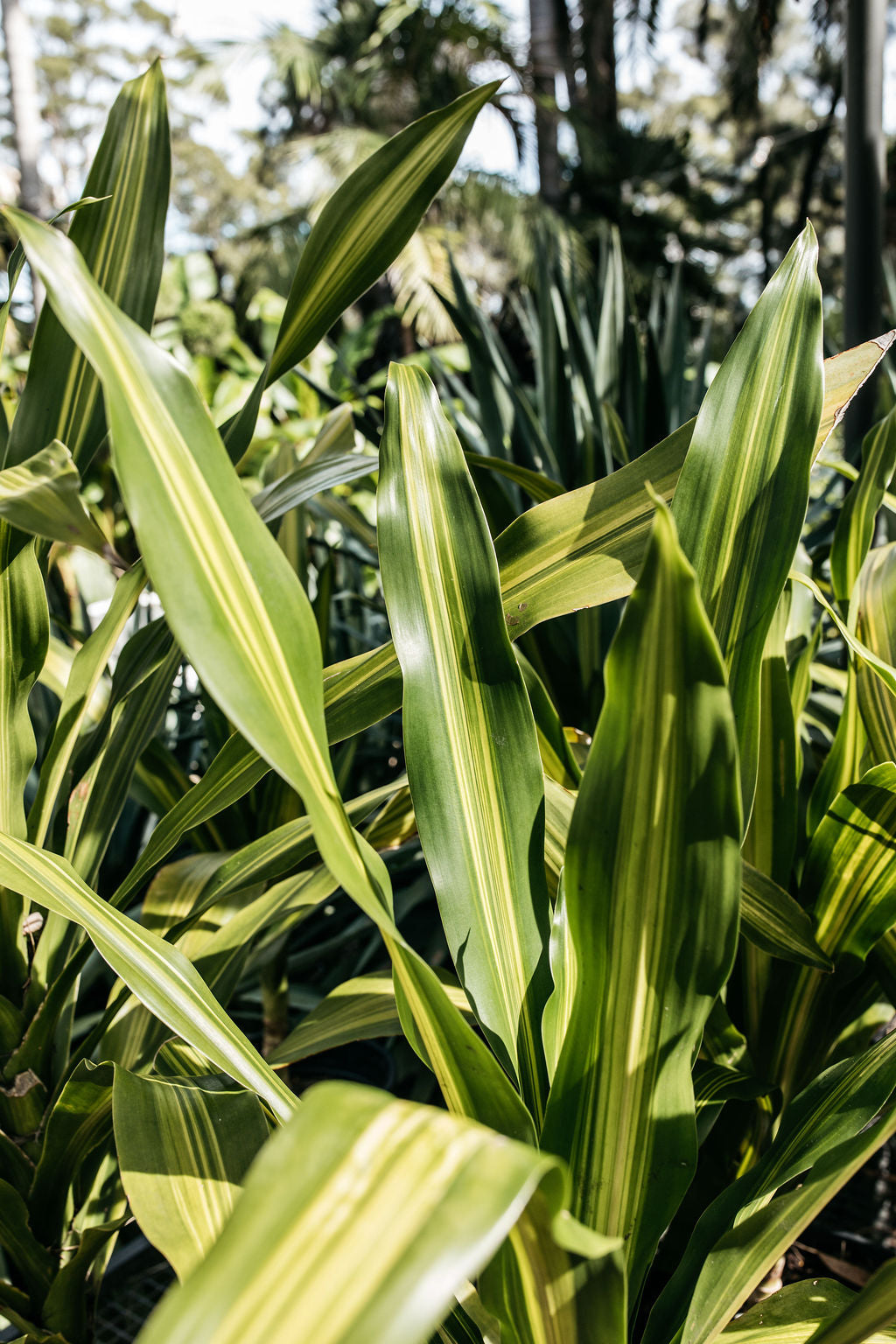 dracaena massangeana happy plant Dracaena fragrans 'Massangeana' (Happy Plant)