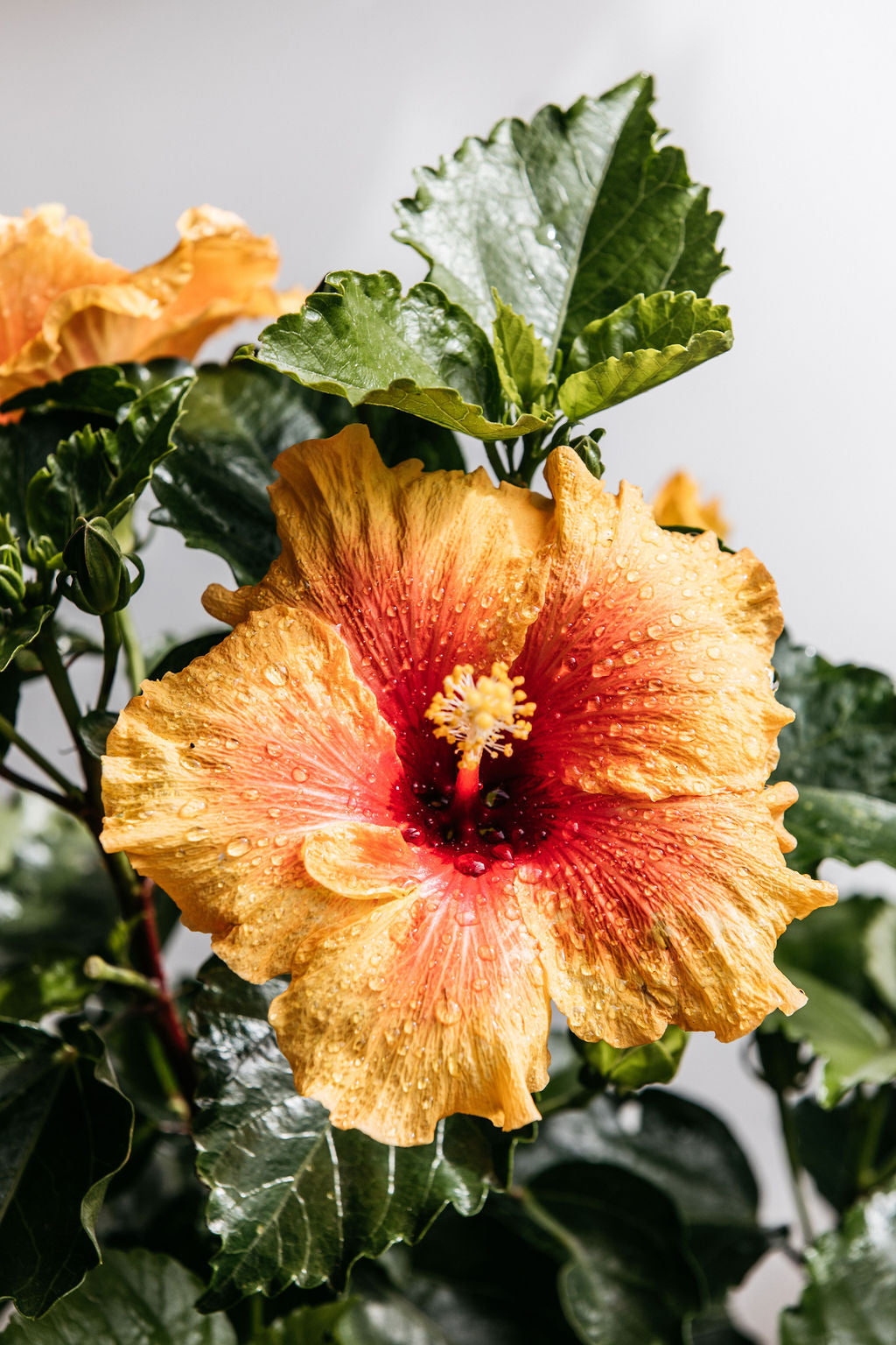 double-apollo-orange