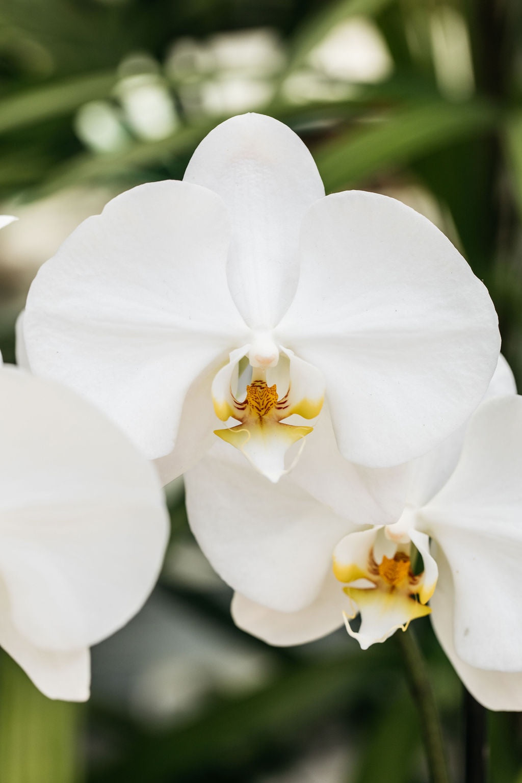 Orchid Phalaenopsis