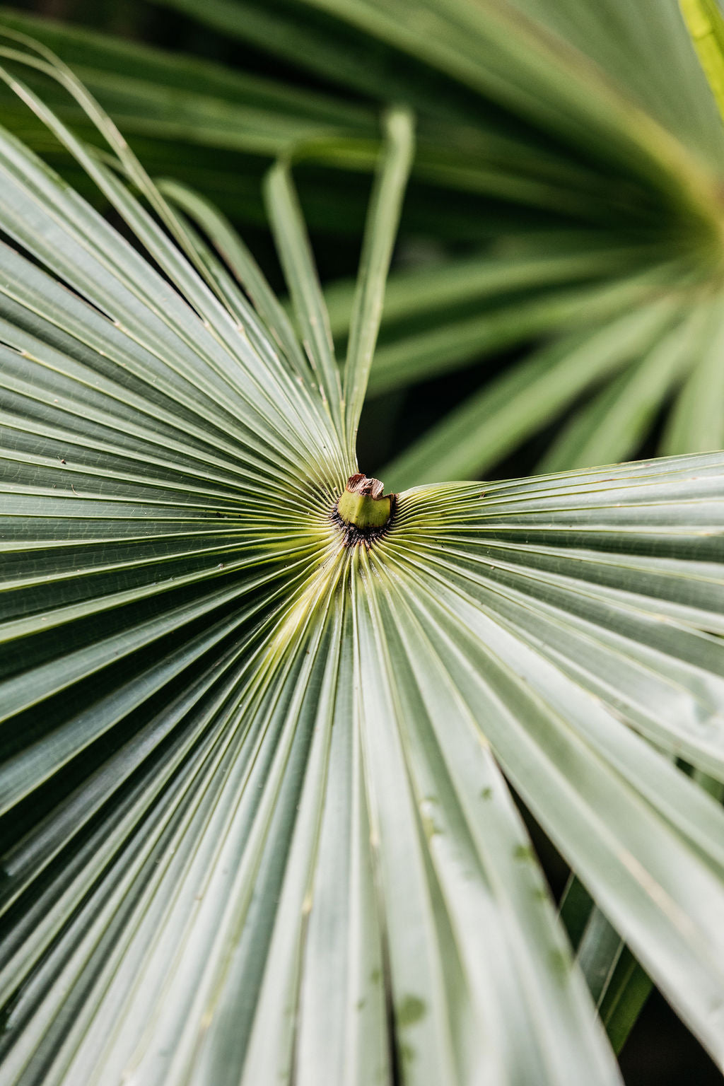 Cabbage Tree Palm (Livistona australis)