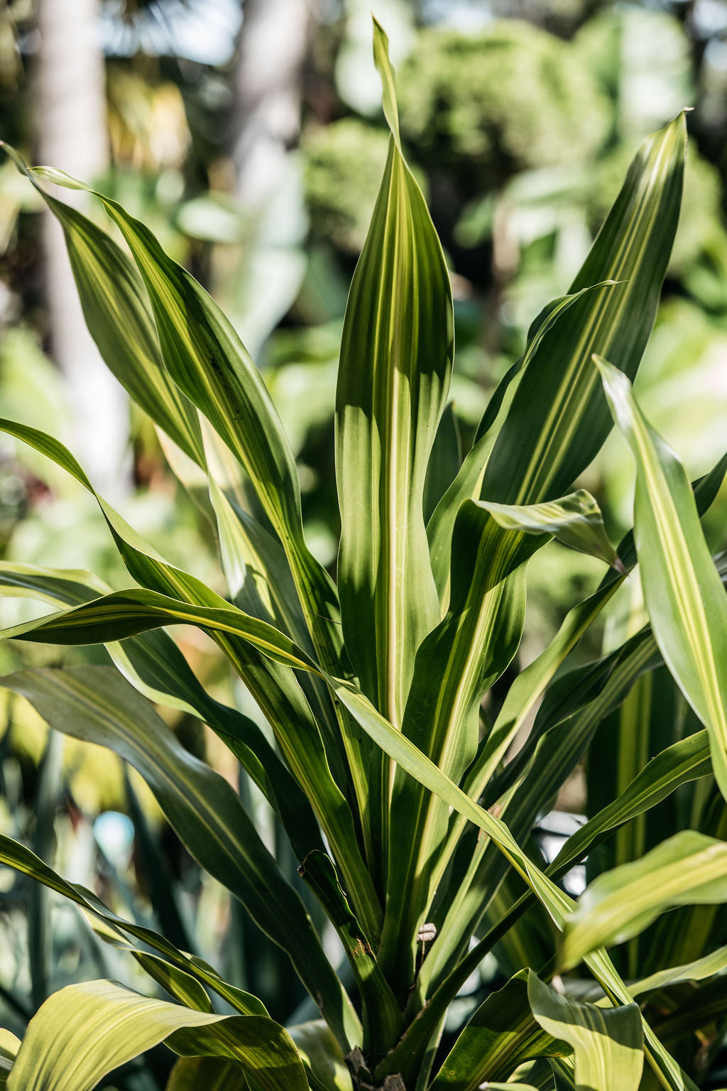 happy plant - dracaena fragrans massangeana Dracaena fragrans 'Massangeana' (Happy Plant)