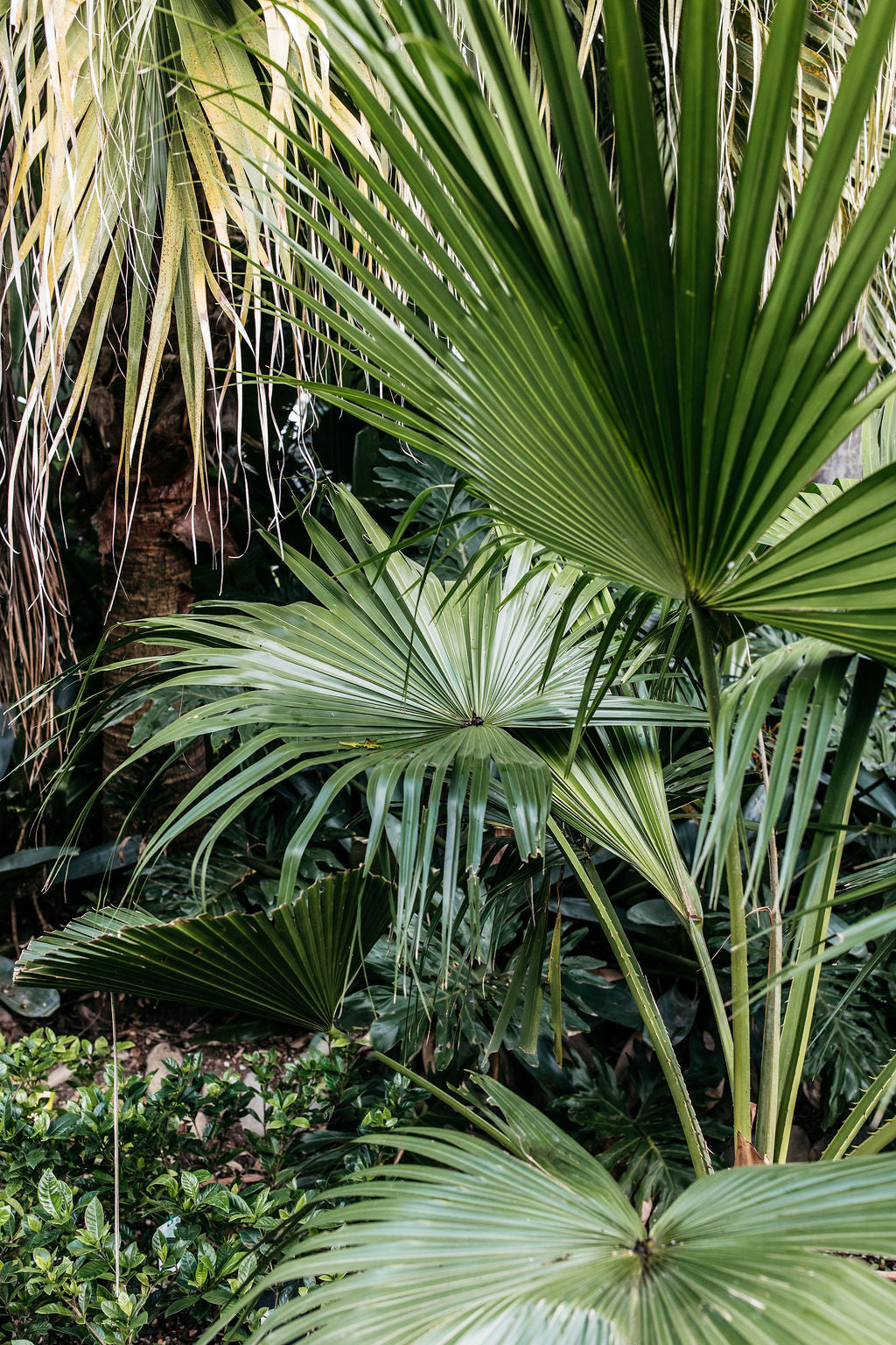 Cabbage Tree Palm (Livistona australis)