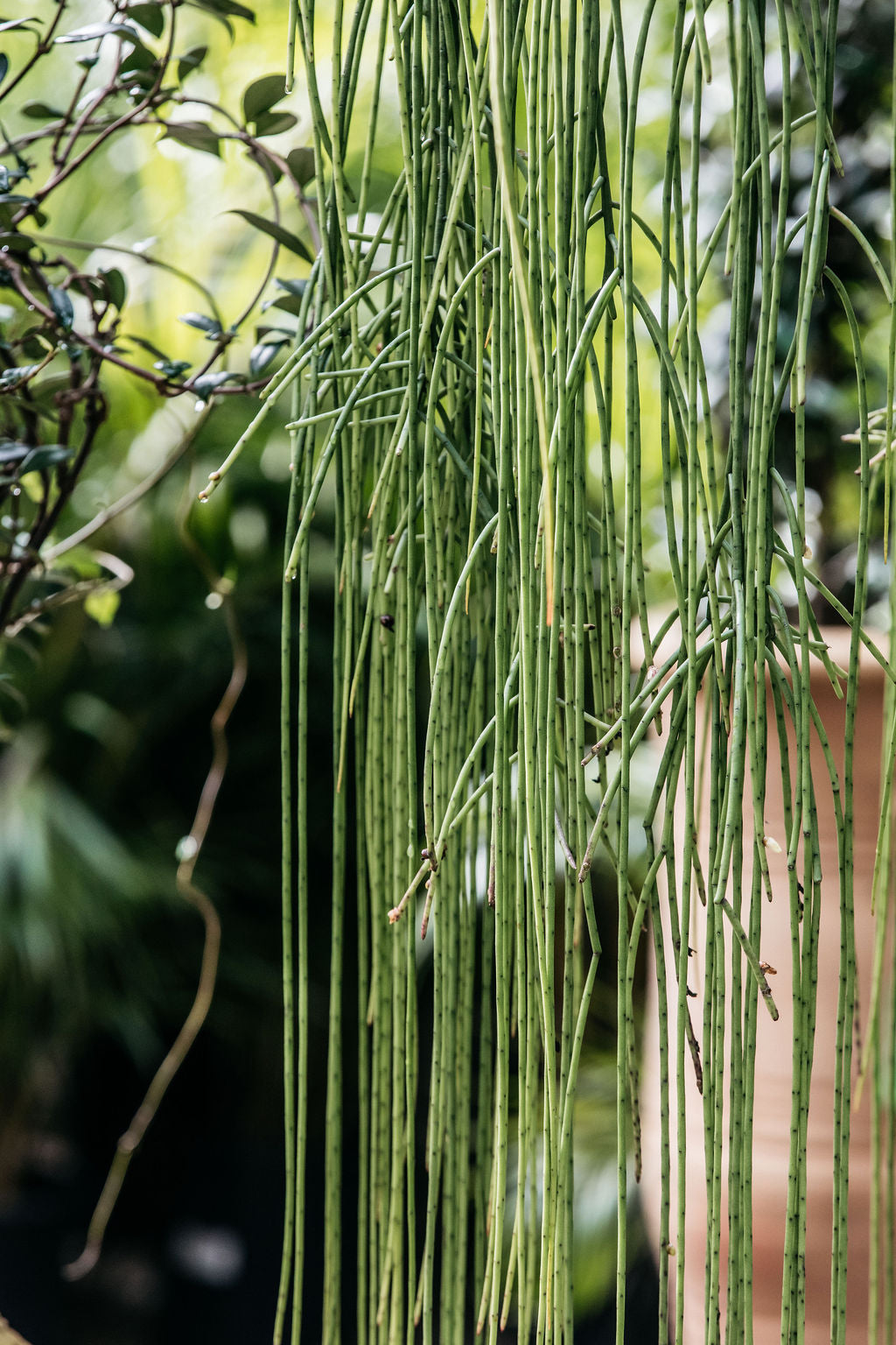 spaghetti plant succulent Rhipsalis 'Spaghetti' (Mistletoe Cactus)