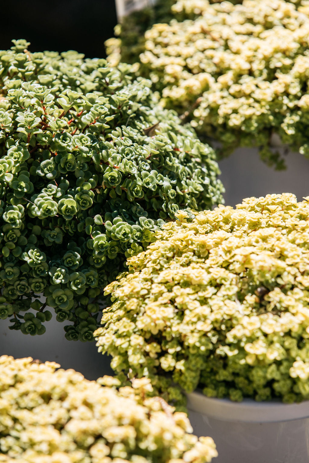 Sedum 150mm