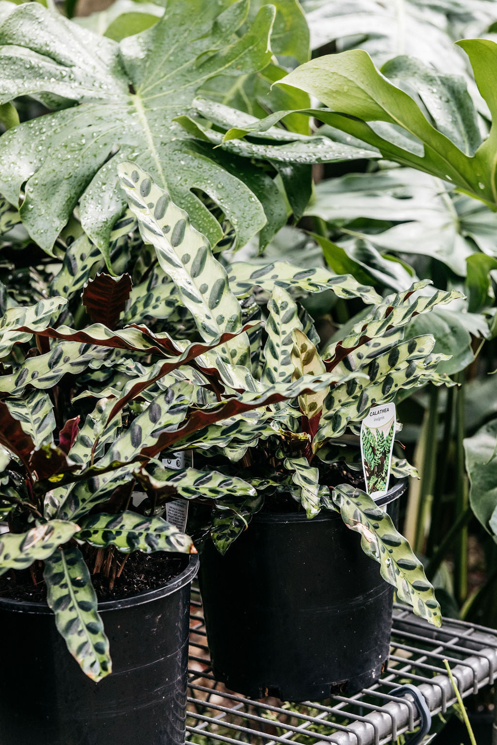 Calathea insignis (Rattlesnake Plant)