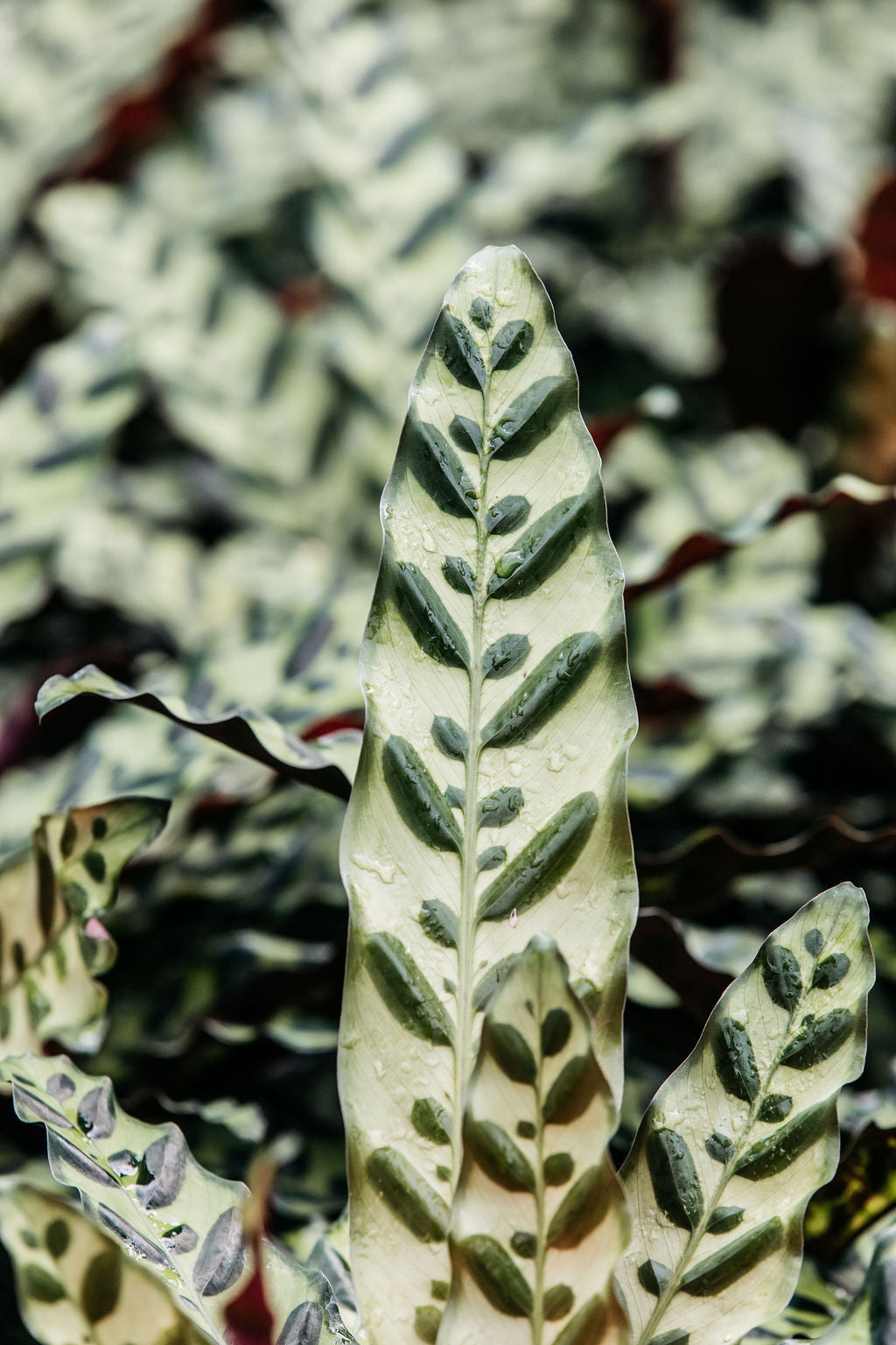 Calathea insignis (Rattlesnake Plant)