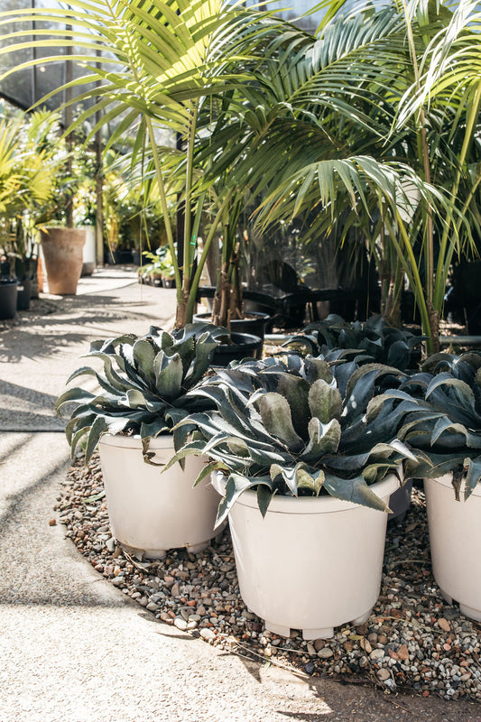 Black Spined Agave (Agave macroacantha)