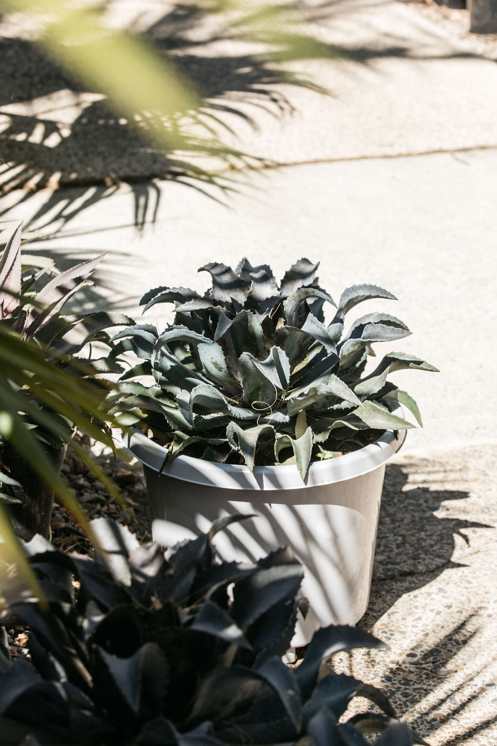 Black Spined Agave (Agave macroacantha)