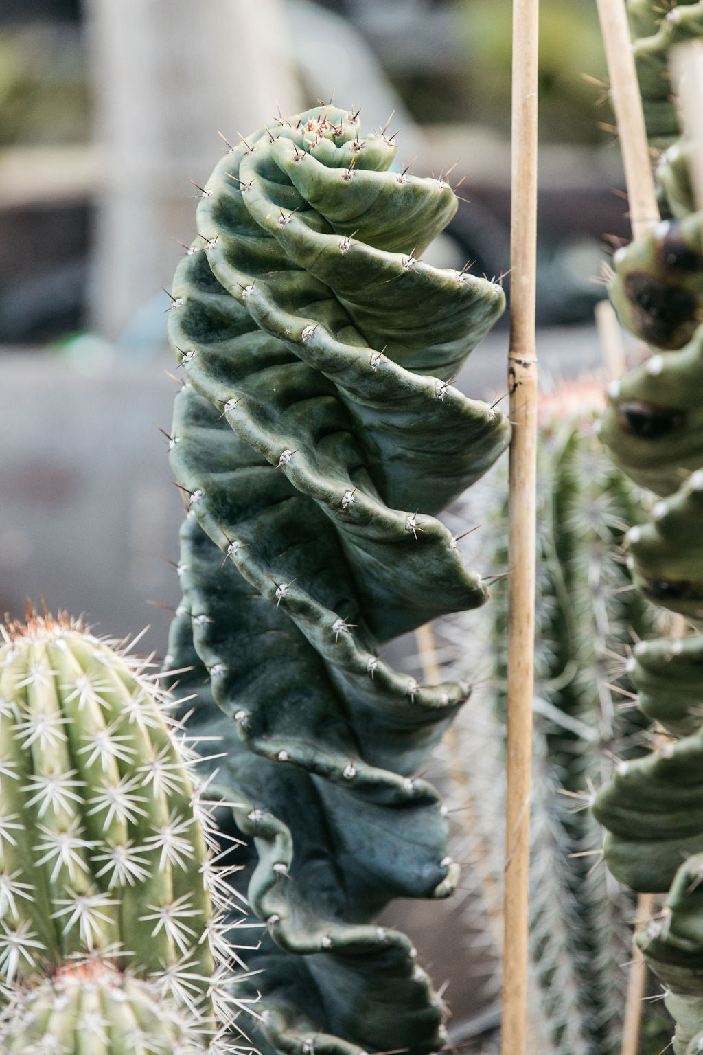 Cereus Spiralis Cactus