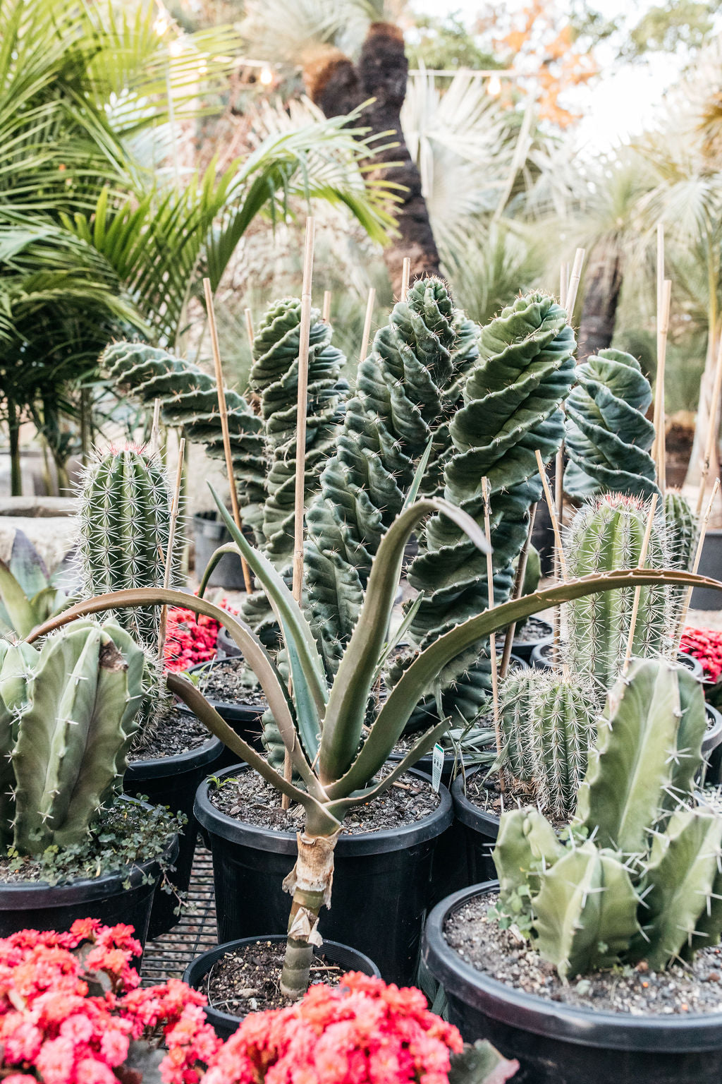 Cereus Spiralis Cactus