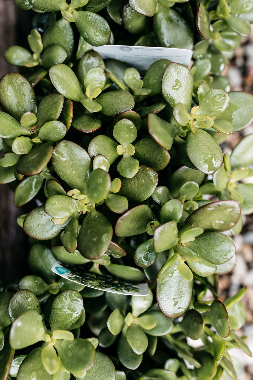 Crassula ovata 'Minima' (Dwarf Jade)