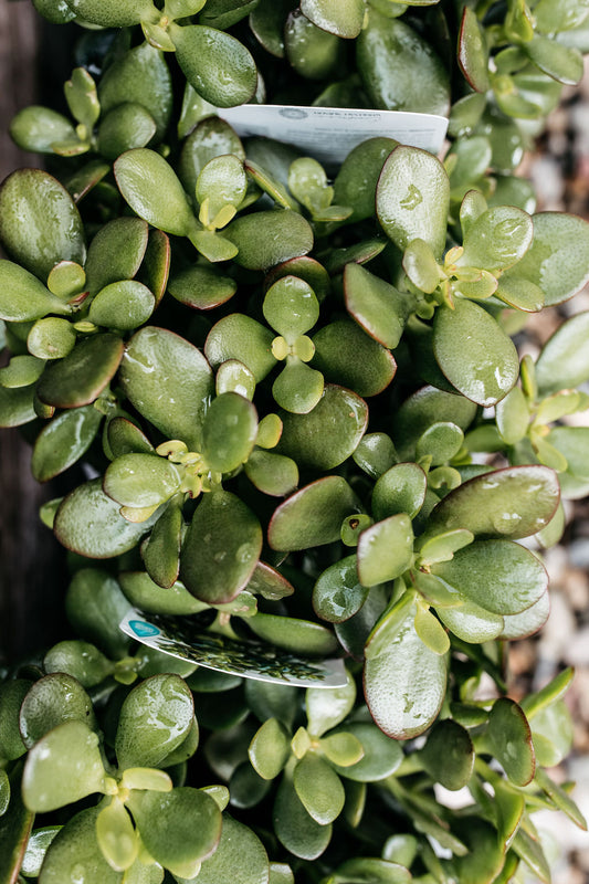 Crassula Succulent 'Miniata'