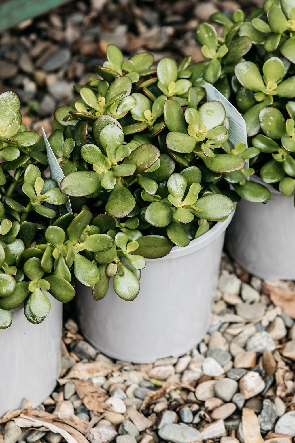 Crassula ovata 'Minima' (Dwarf Jade)
