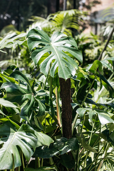 monstera deliciosa grande Monstera deliciosa (Fruit Salad Plant)
