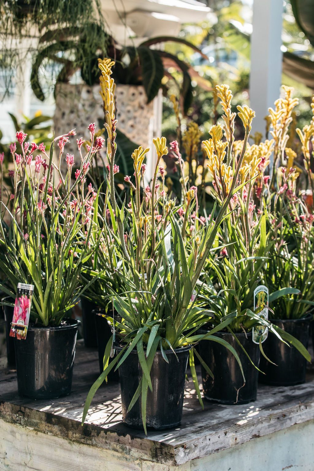 Kangaroo Paw  'Bush Bonanza' (Anigozanthos)