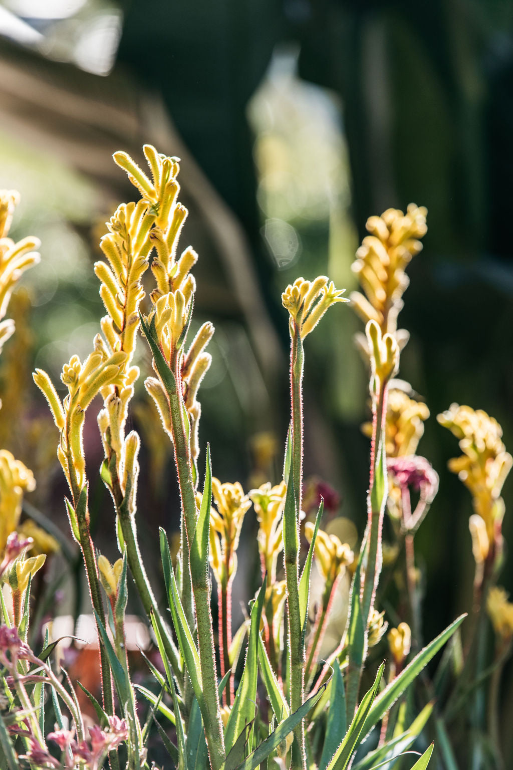 Kangaroo Paw  'Bush Bonanza' (Anigozanthos)