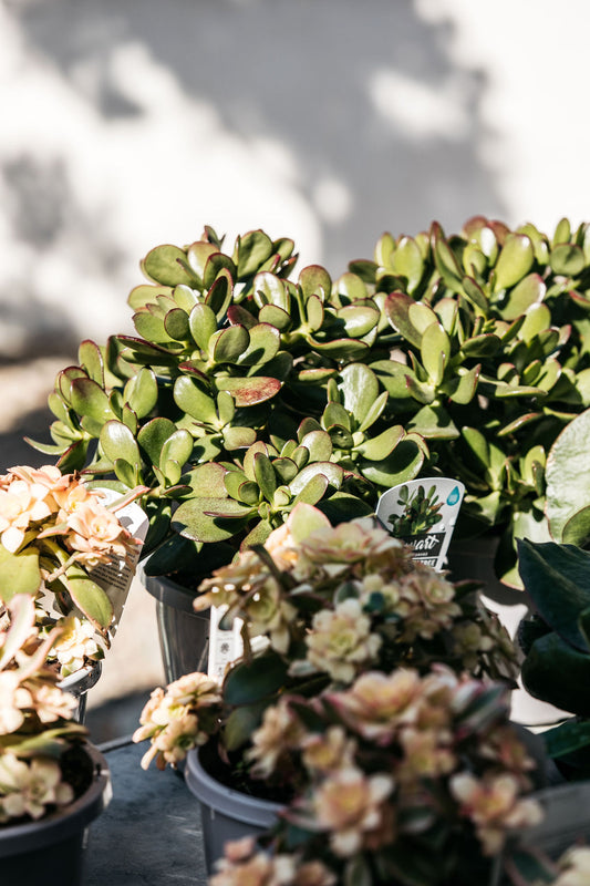 jade rubber plant Peperomia obtusifolia 'Jade' (Baby Rubber Plant) – The Palms Sydney