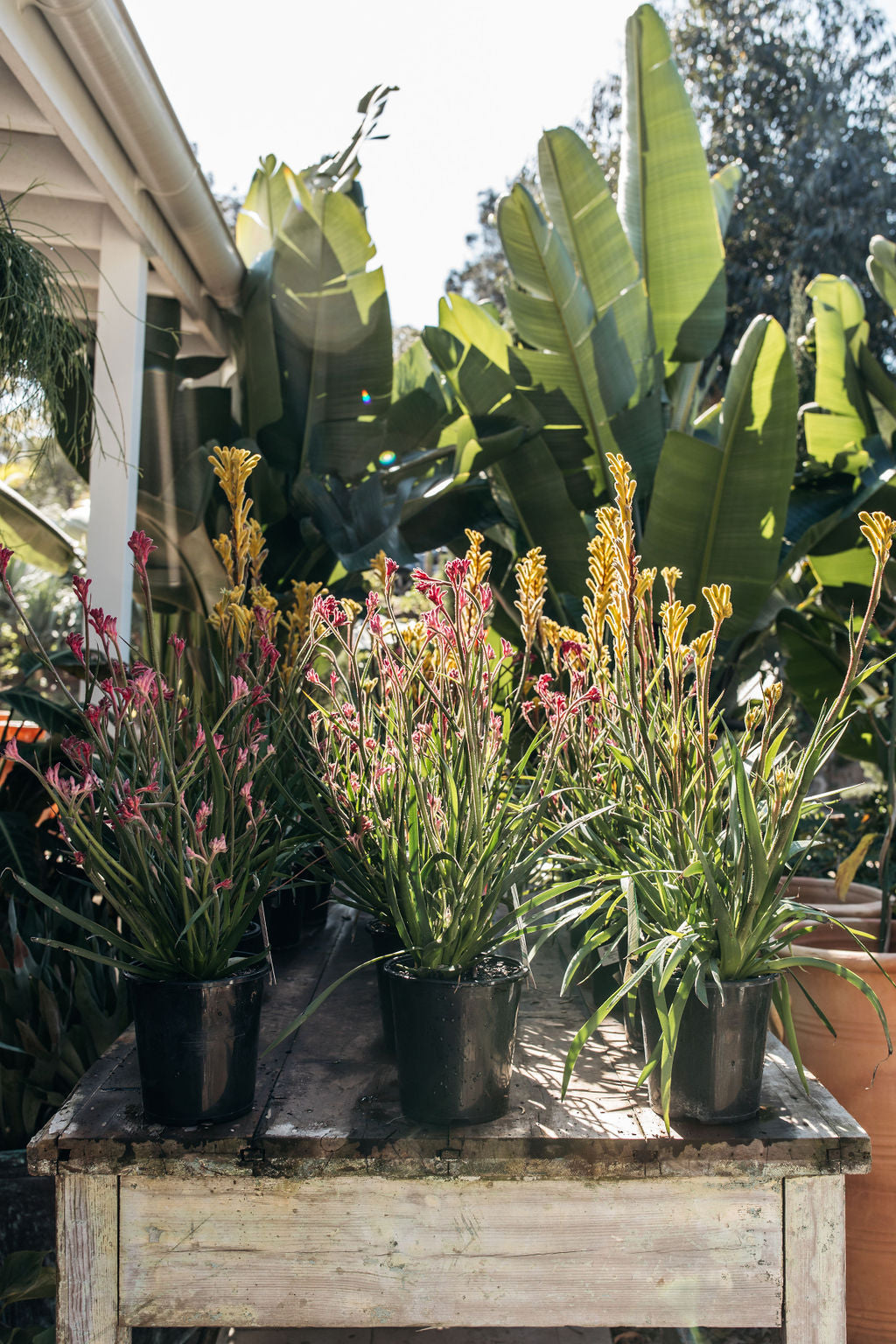 Kangaroo Paw 