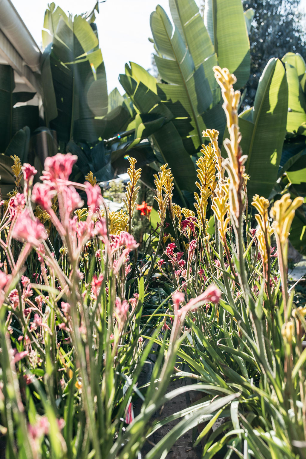 Kangaroo Paw Bush Gems