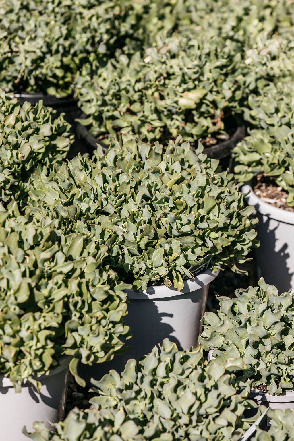 Crassula Succulent 'Max Cook'